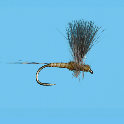 CDC Thorax BWO