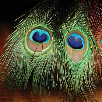 Peacock Eye Stick