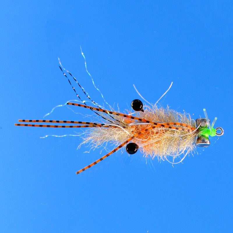 Ascension Bay Mantis Shrimp - Golden Sand 