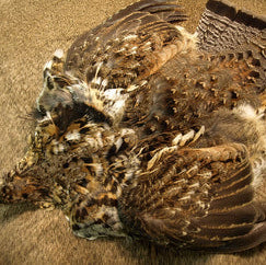 Select Ruffed Grouse Skin