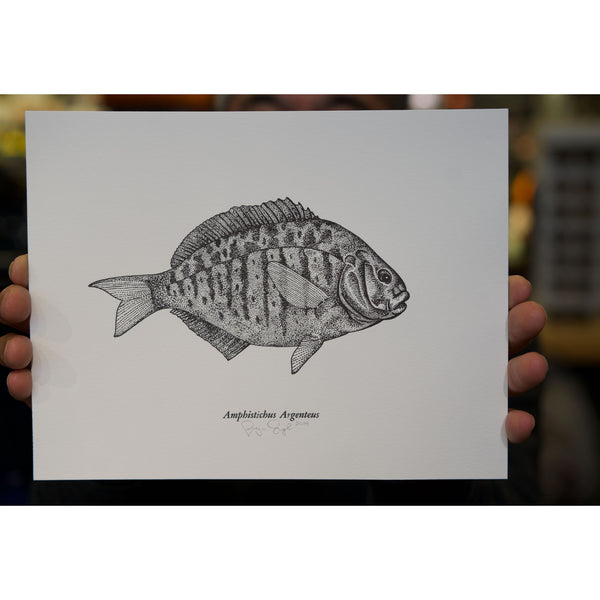 Ben Engle Surfperch Print