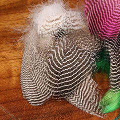 Teal Barred Flank Feathers